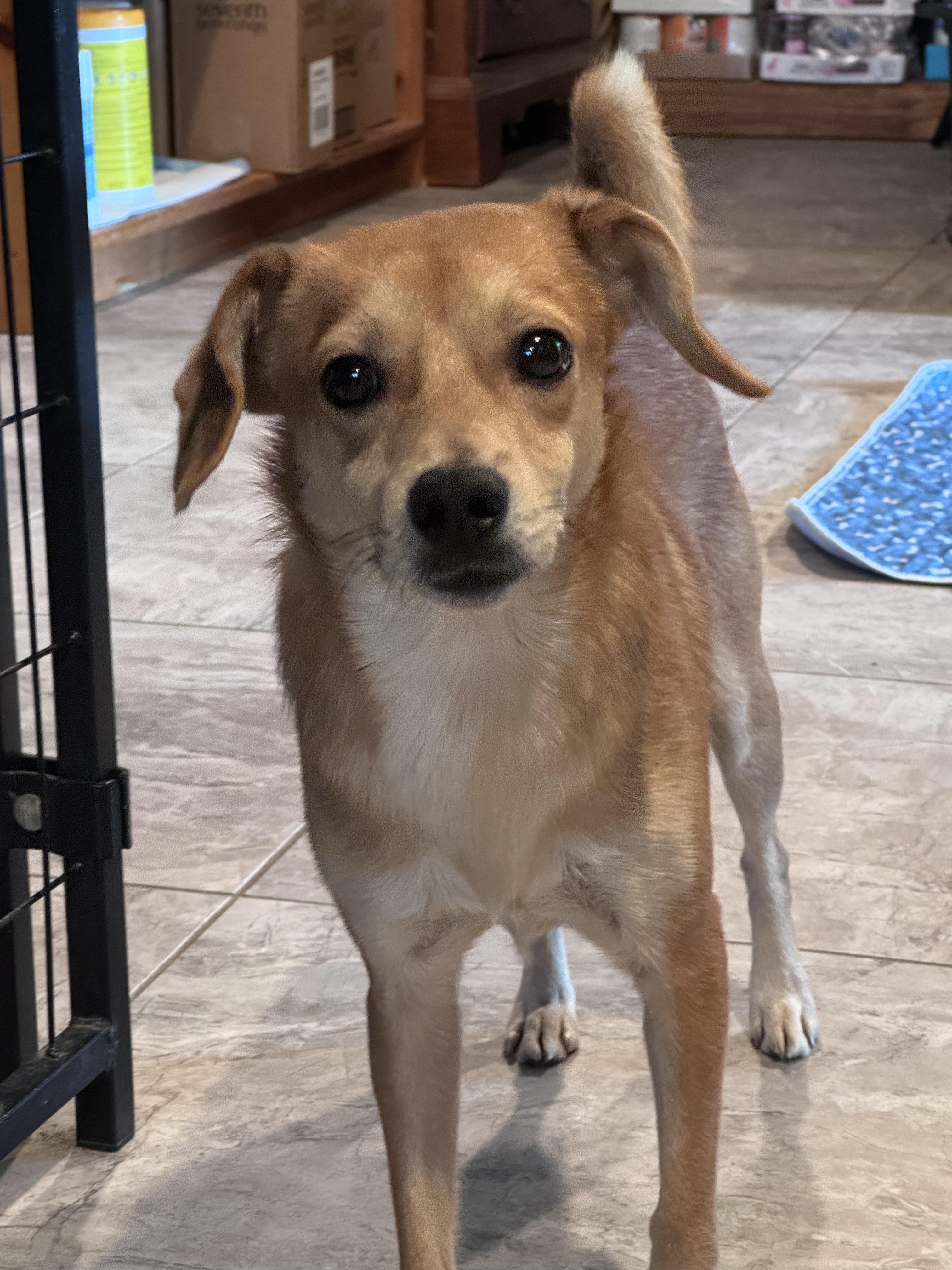 Enlarge Drew, a Adoptable mixed breed in Weare, NH image 6/6