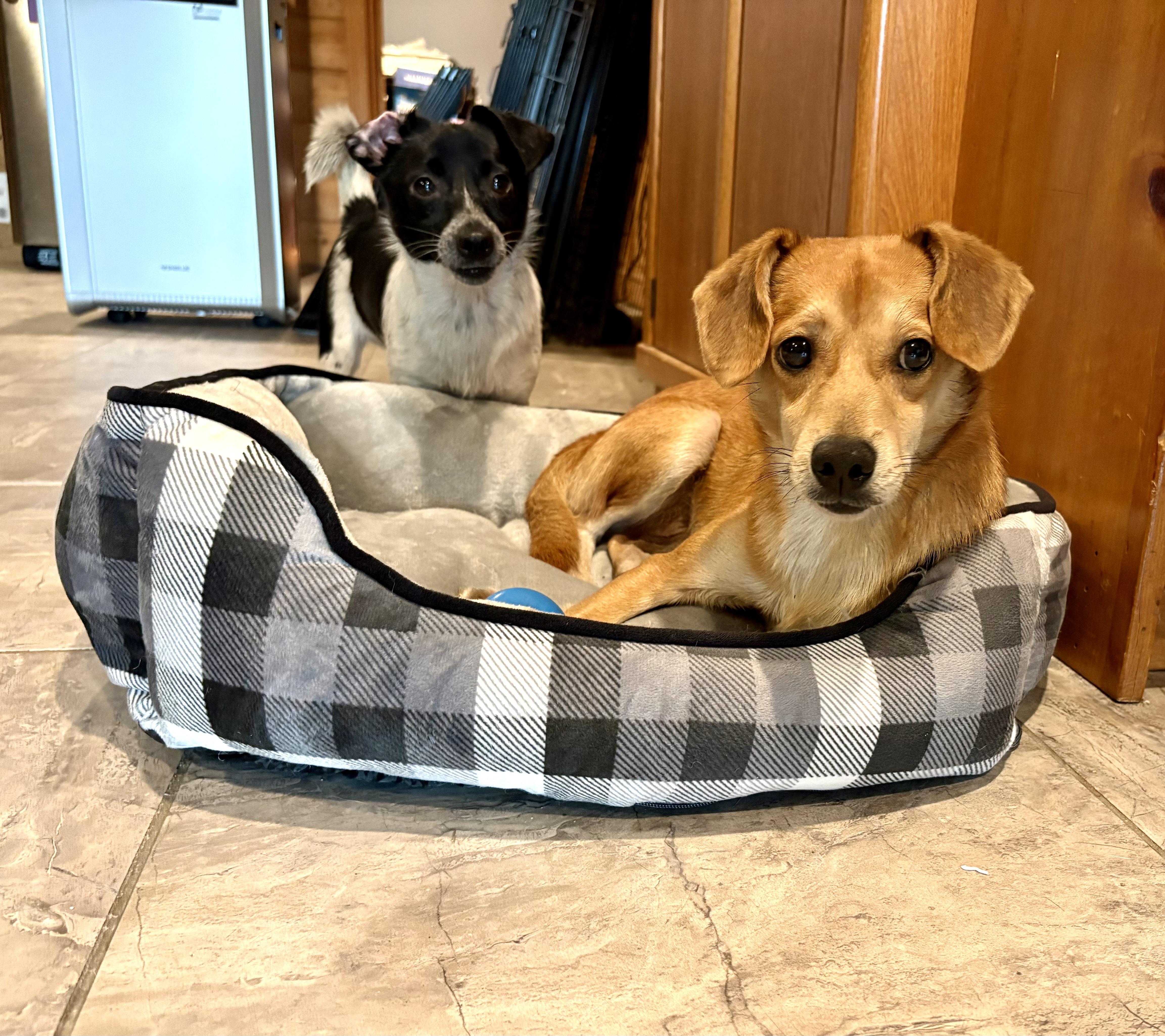 Enlarge Drew, a Adoptable mixed breed in Weare, NH image 2/6