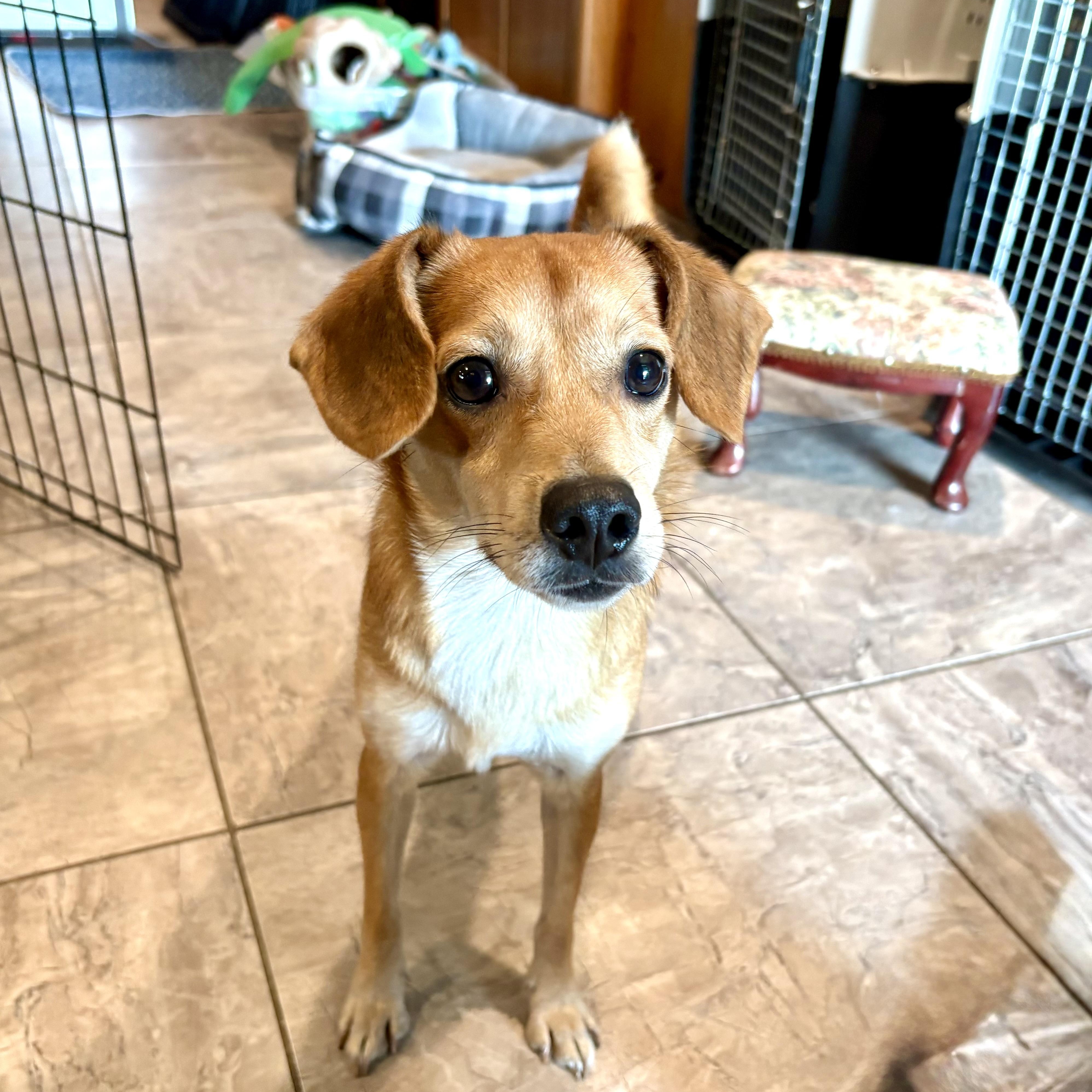 Enlarge Drew, a Adoptable mixed breed in Weare, NH image 1/6