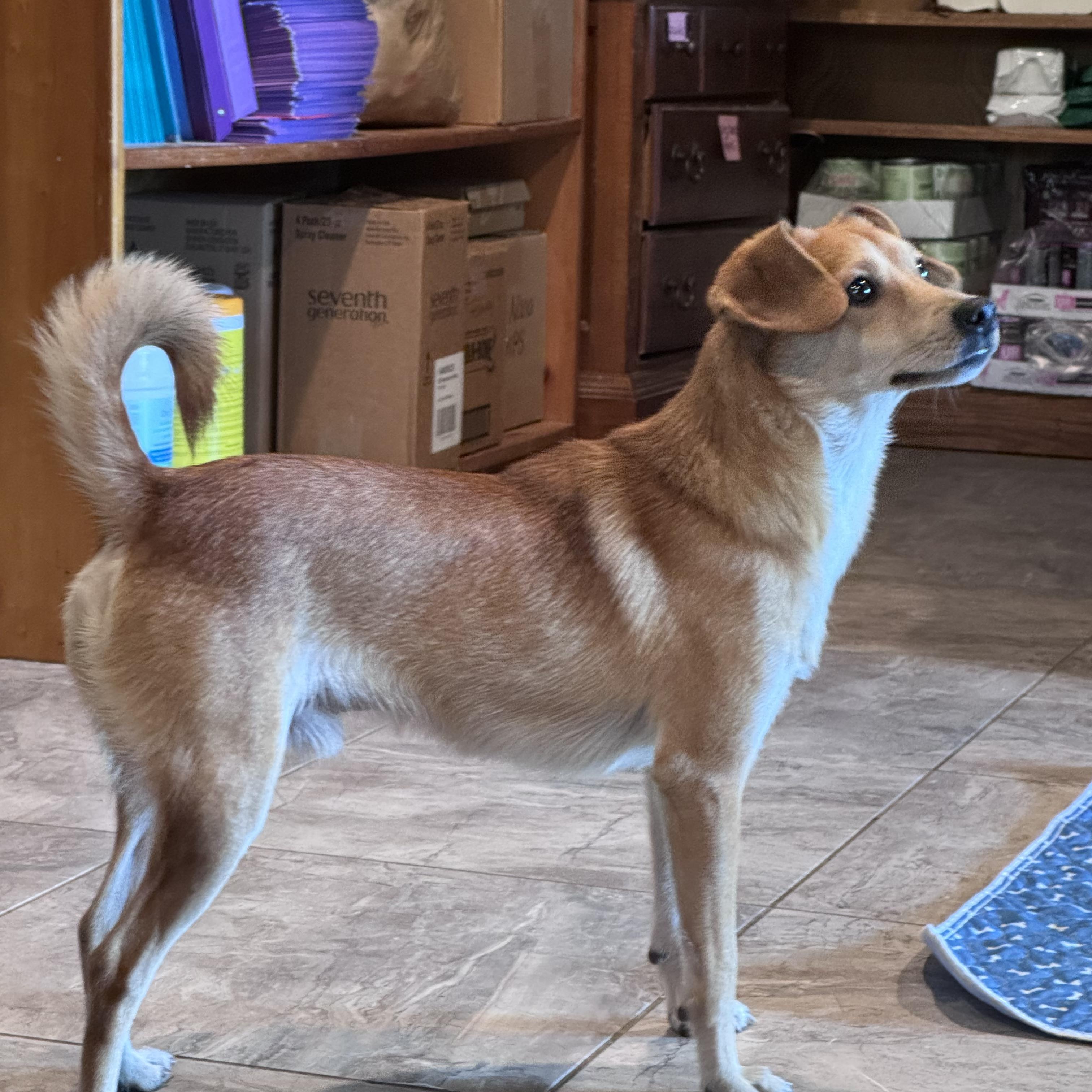 Enlarge Drew, a Adoptable mixed breed in Weare, NH image 4/6