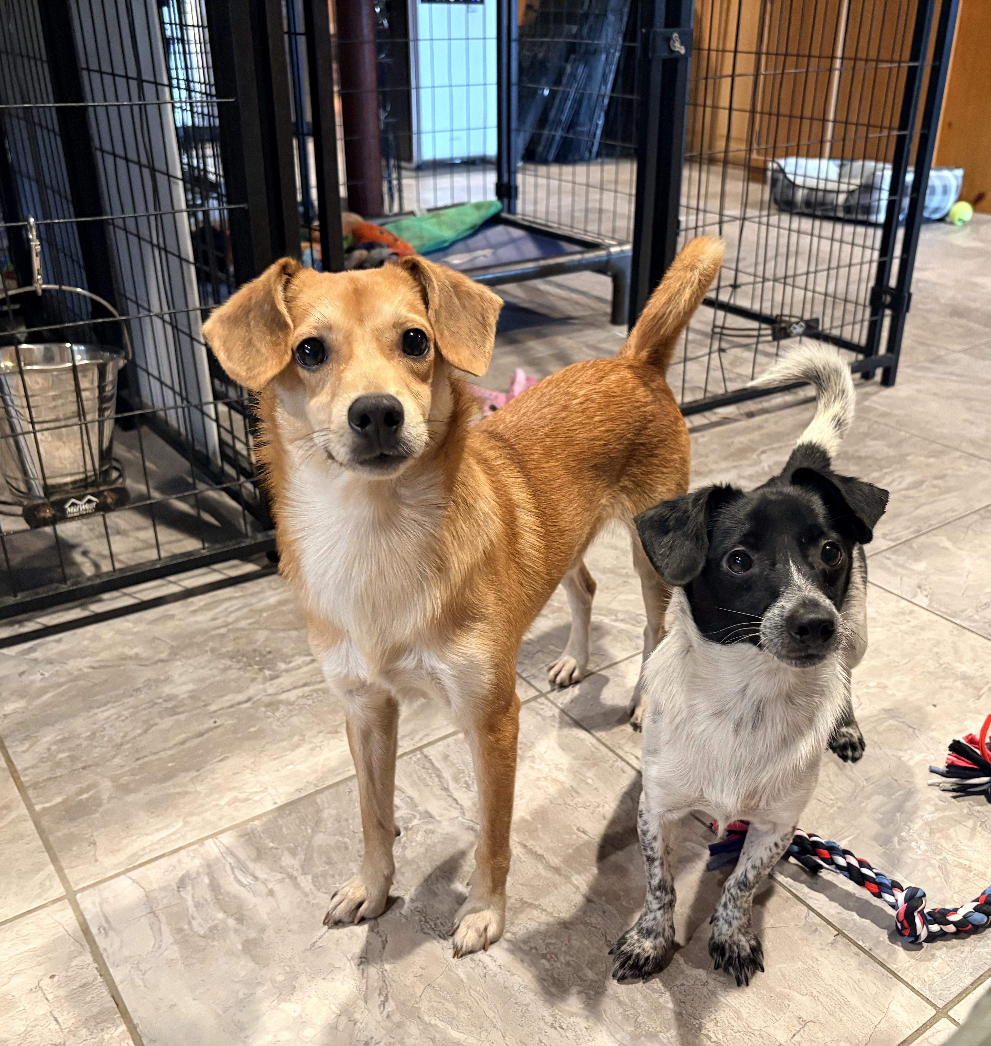 Enlarge Drew, a Adoptable mixed breed in Weare, NH image 3/6