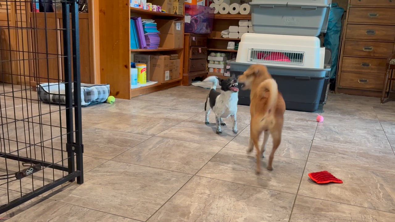 Enlarge Drew, a Adoptable mixed breed in Weare, NH video 5/6