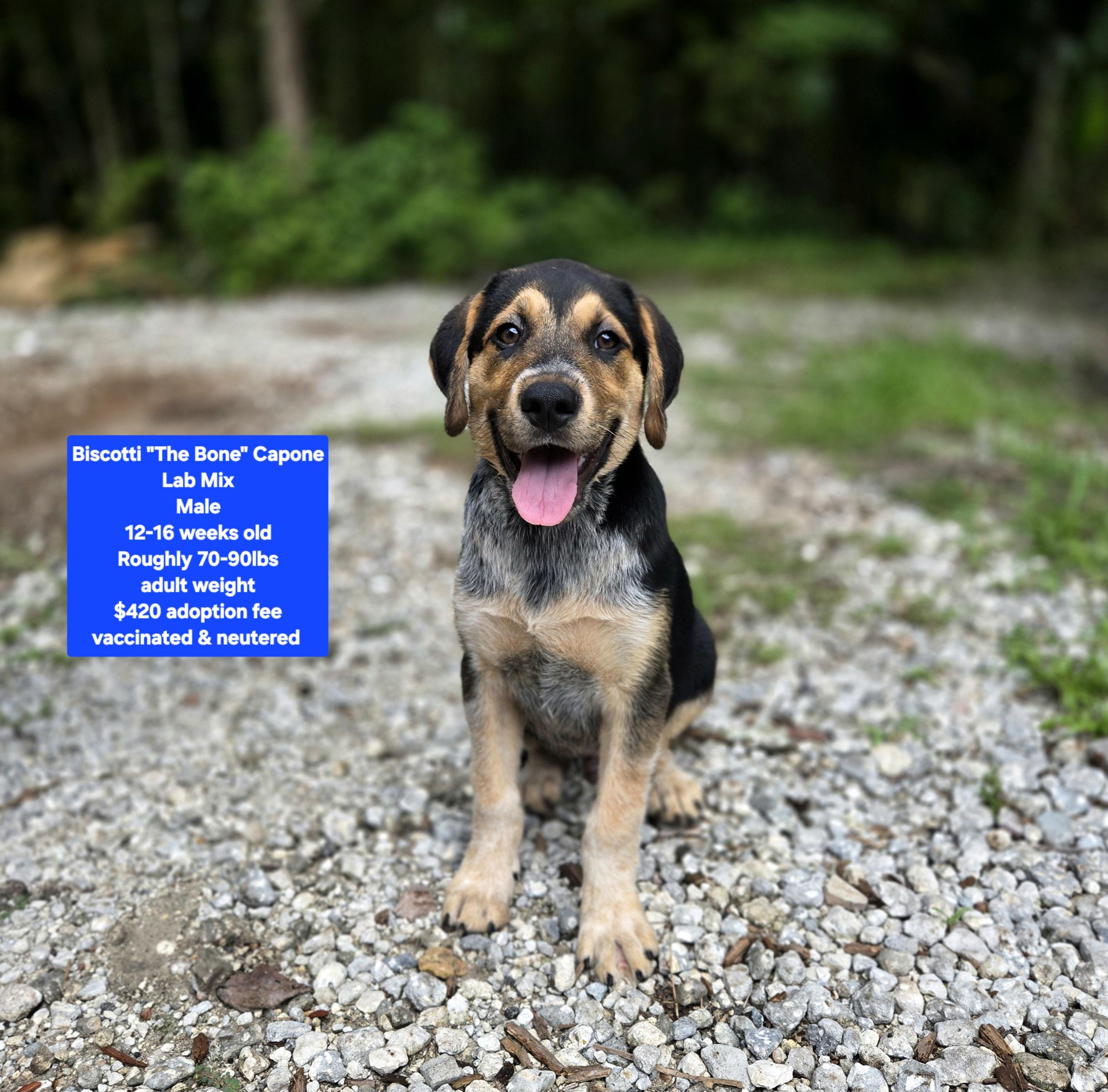 Biscotti "The Bone" Capone, ADOPTABLE, Puppy Male Labrador Retriever.