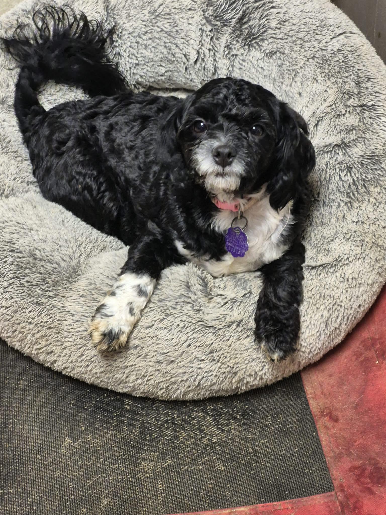 Enlarge Jake and Dory, a ADOPTABLE Shih poo in Chatham, ON image 3/4