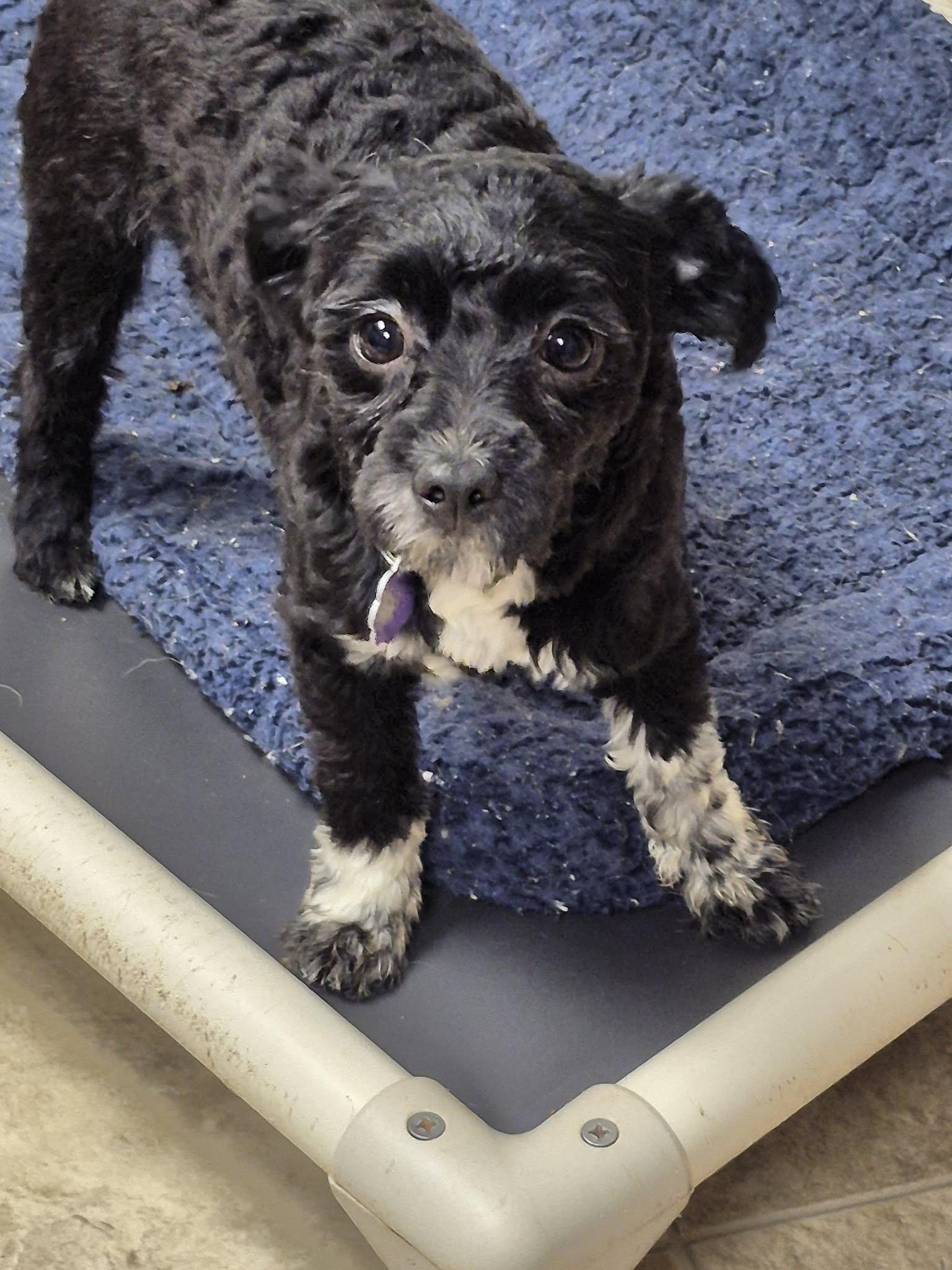 Jake and Dory, ADOPTABLE, Young Male Shih poo.