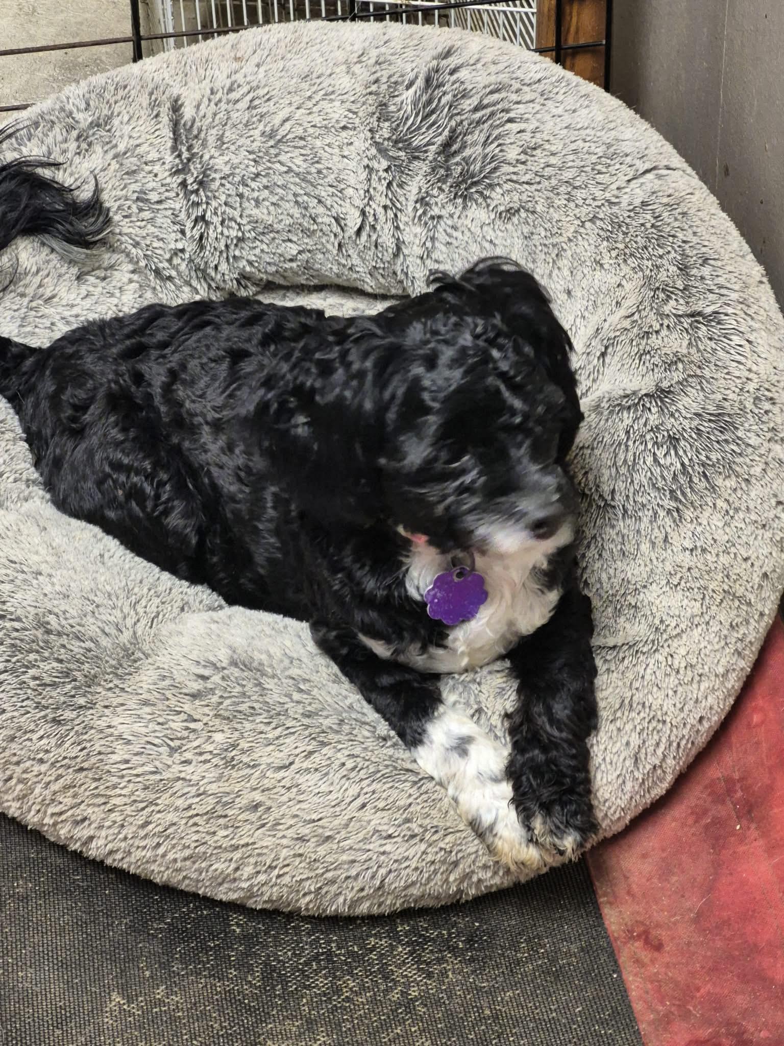 Enlarge Jake and Dory, a ADOPTABLE Shih poo in Chatham, ON image 4/4