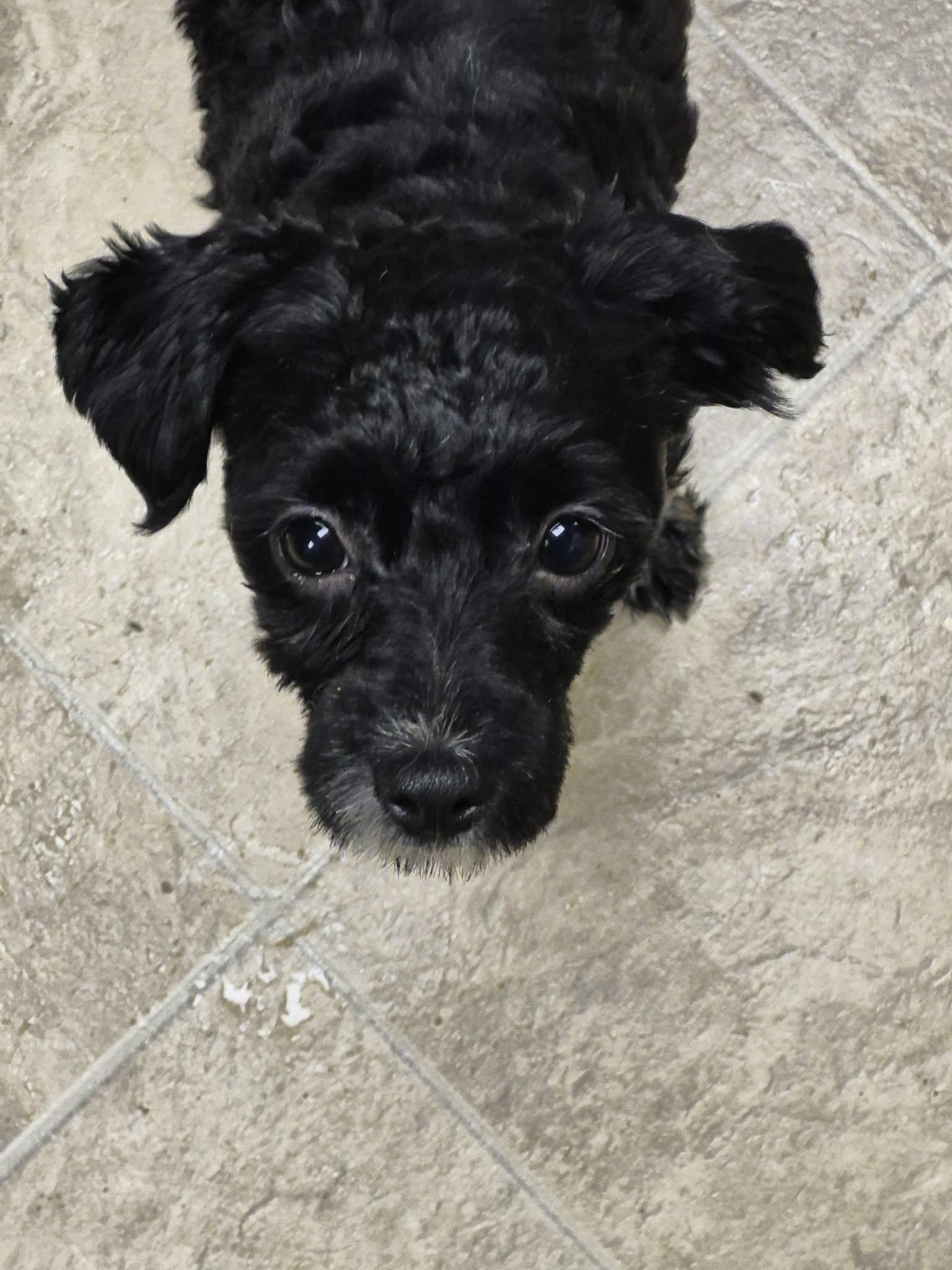 Enlarge Jake and Dory, a ADOPTABLE Shih poo in Chatham, ON image 2/4
