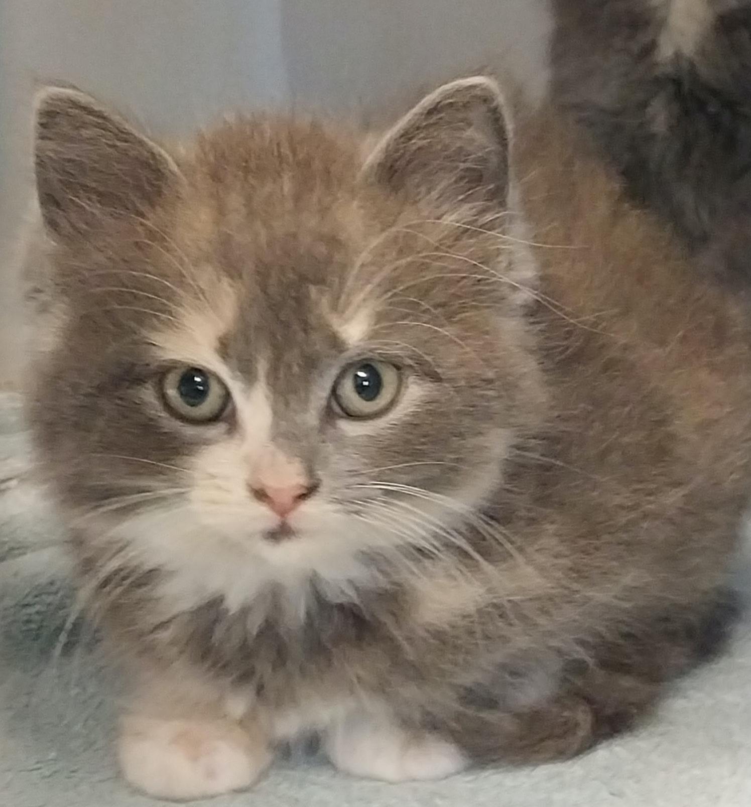 Gwen, ADOPTABLE, Young Female Dilute Tortoiseshell.