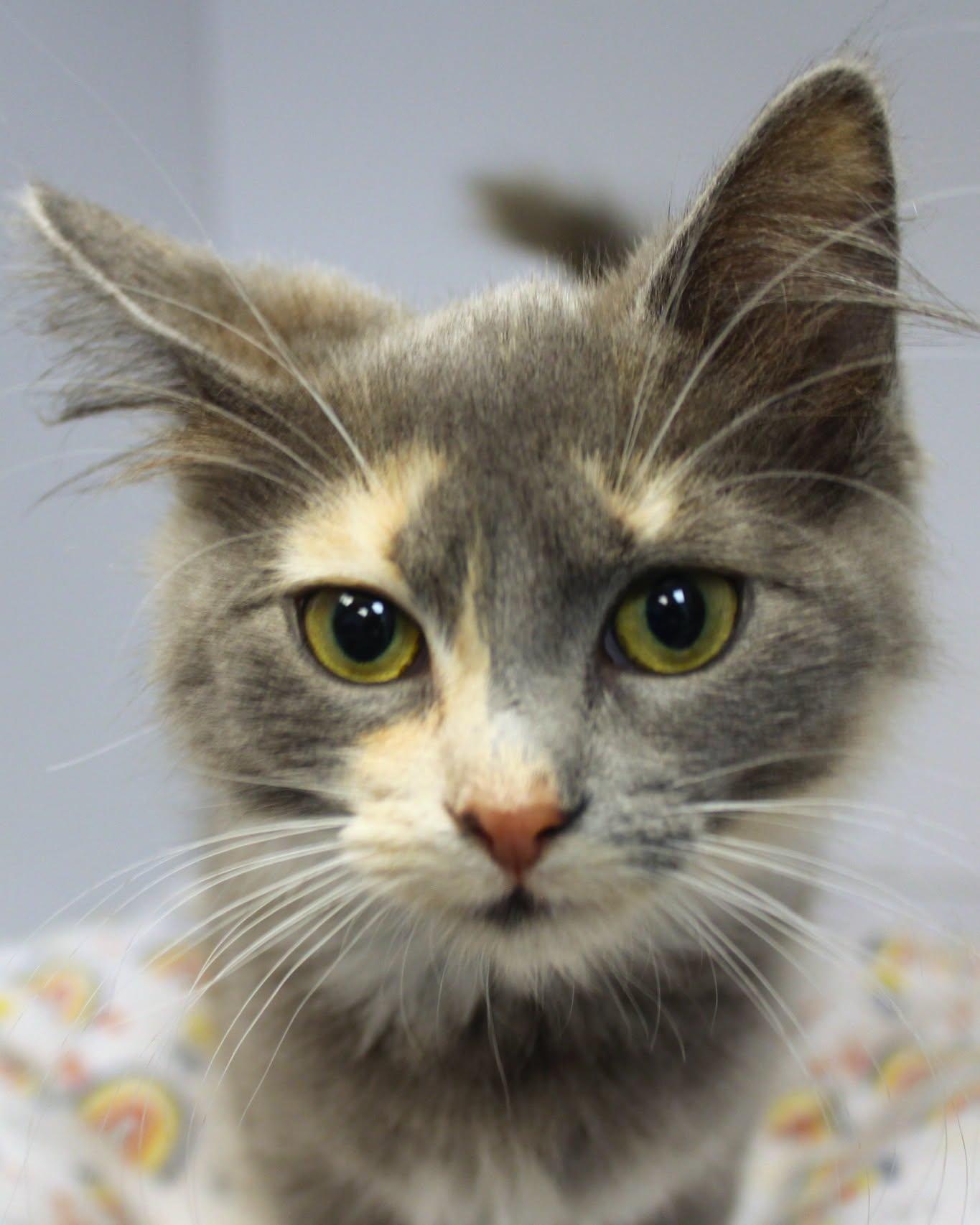 Gwen, ADOPTABLE, Young Female Dilute Tortoiseshell.