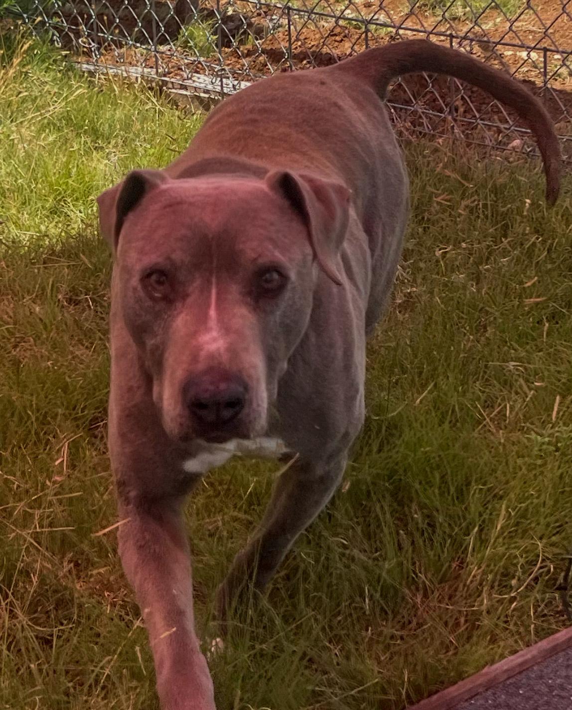 Elliott, Adult Male Weimaraner