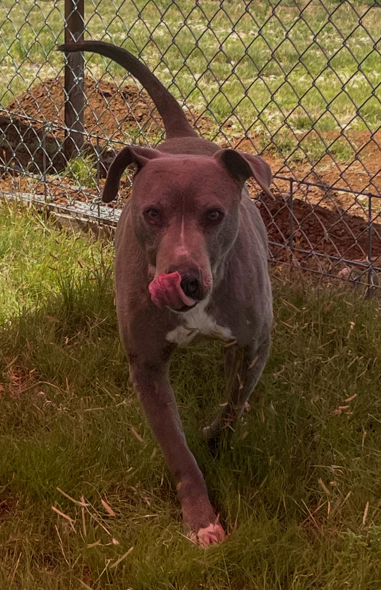 Elliott, an adoptable Weimaraner in Canyon, TX, 79015 | Photo Image 3