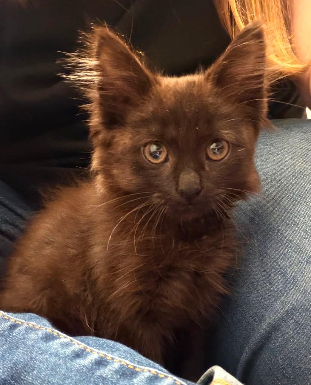 Hayley (Bonded to Jimi), ADOPTABLE, Kitten Female Maine Coon & Domestic Long Hair.