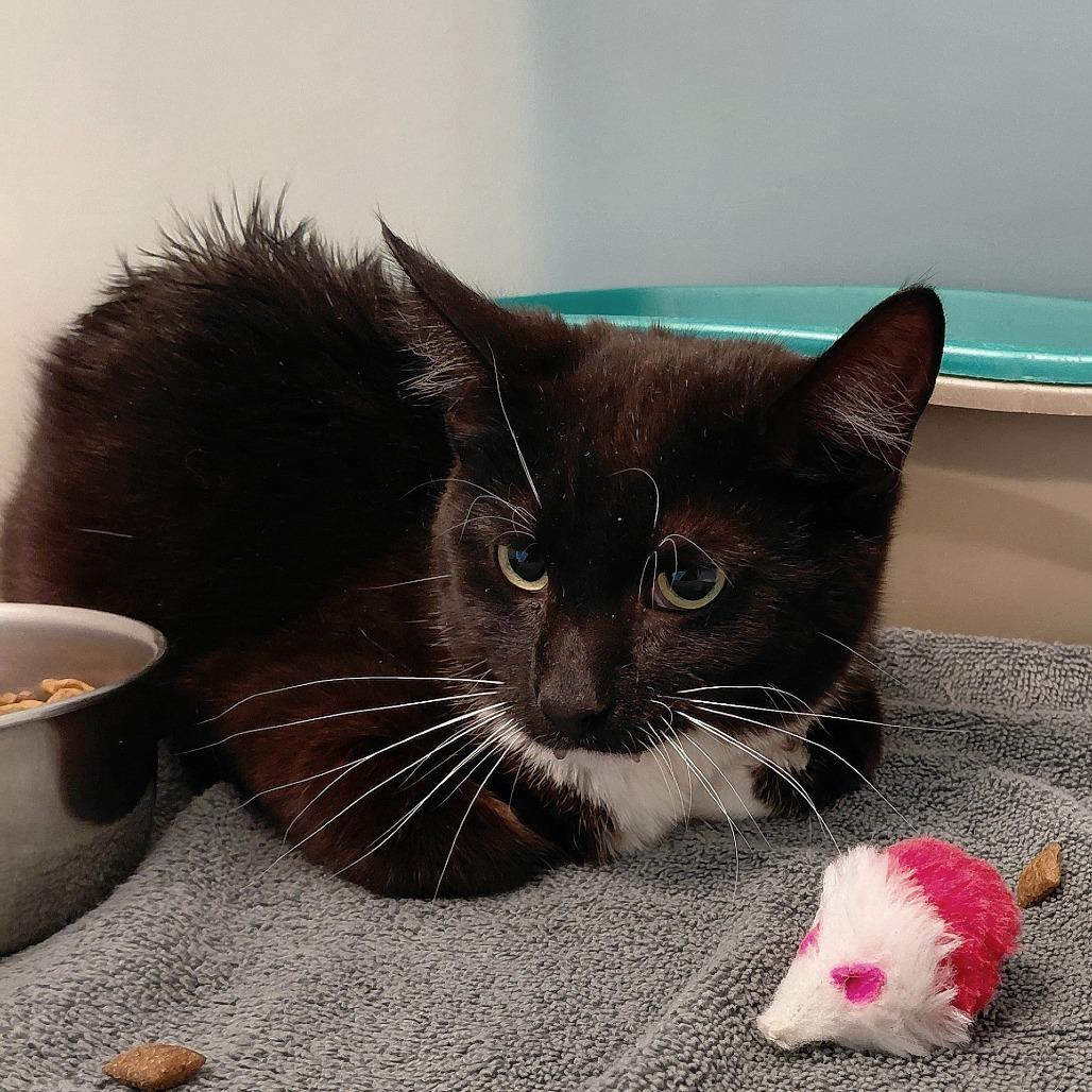 Enlarge Mulan, a Adoptable Domestic Short Hair in Gloucester, VA image 1/3