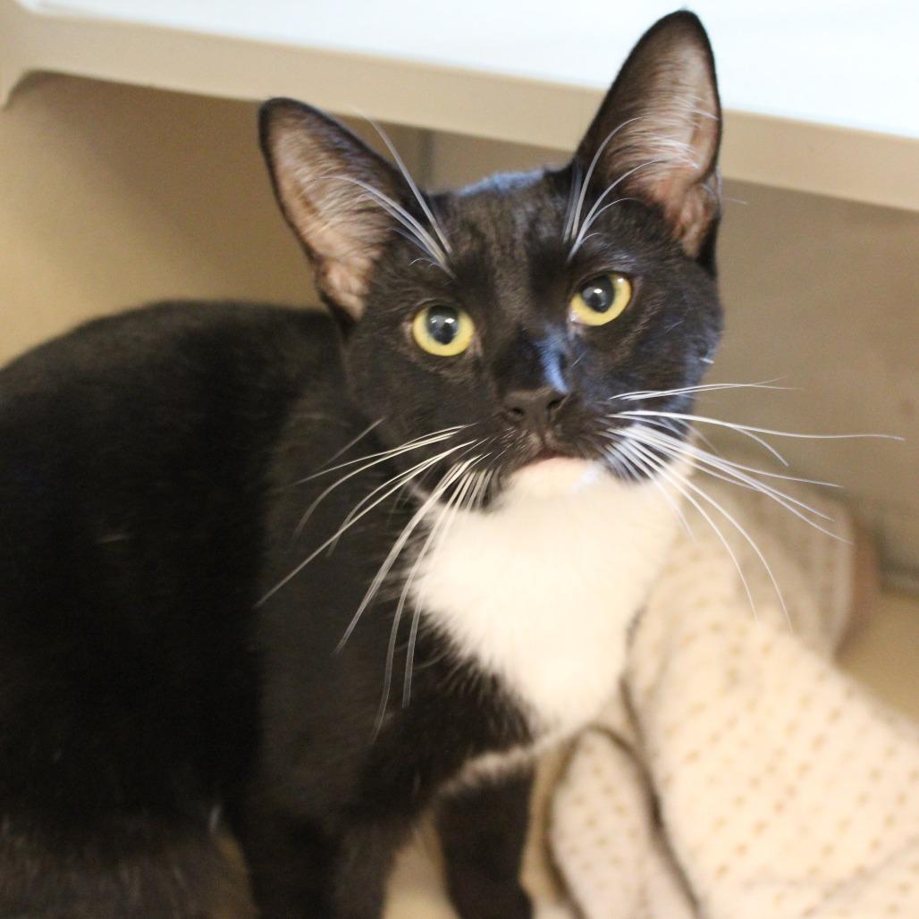 Enlarge Mulan, a Adoptable Domestic Short Hair in Gloucester, VA image 2/3