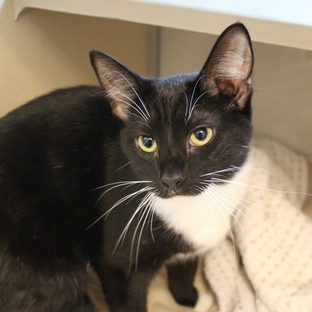 Enlarge Mulan, a Adoptable Domestic Short Hair in Gloucester, VA image 3/3