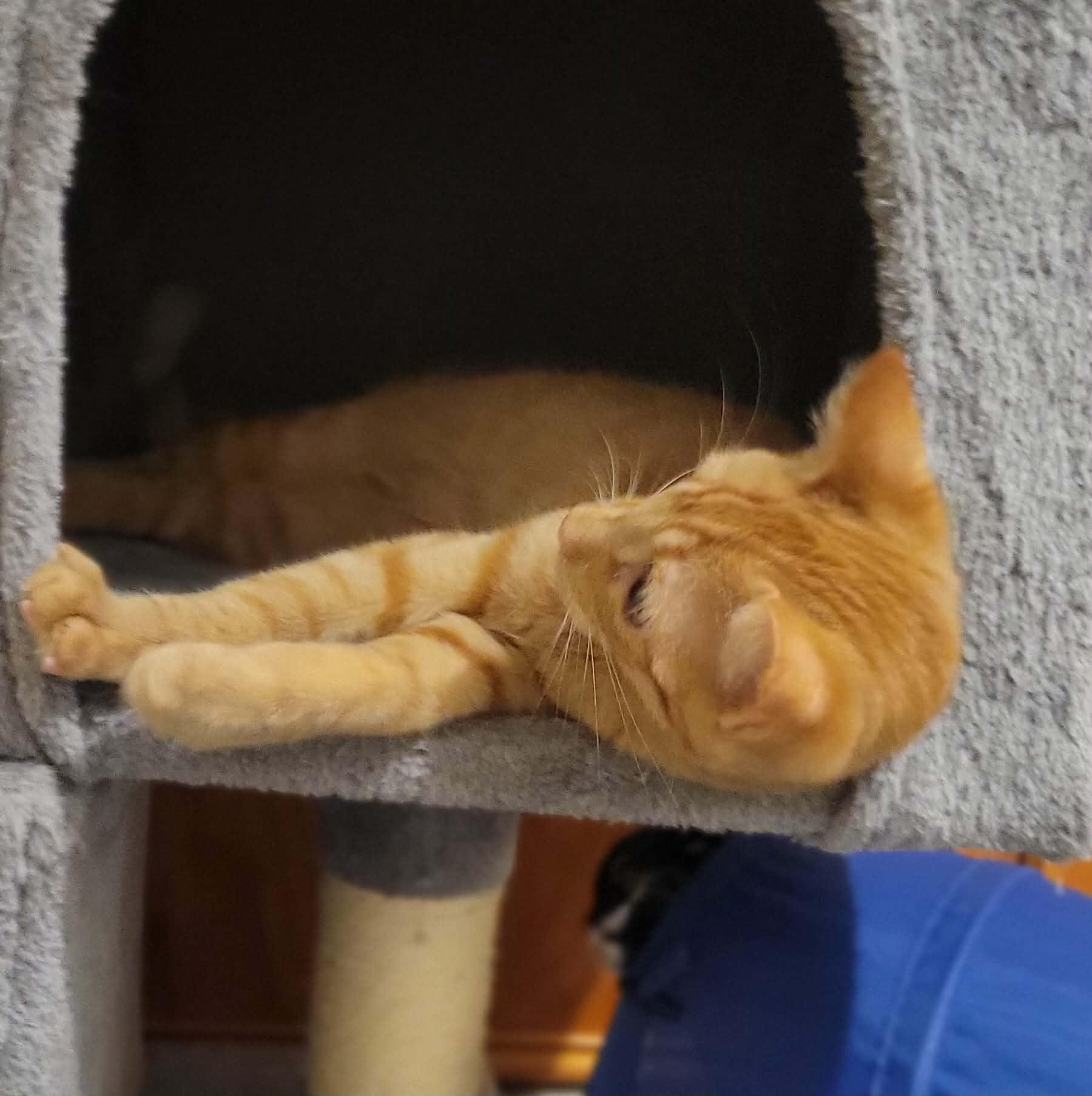 OJ, ADOPTABLE, Kitten Male Domestic Short Hair.