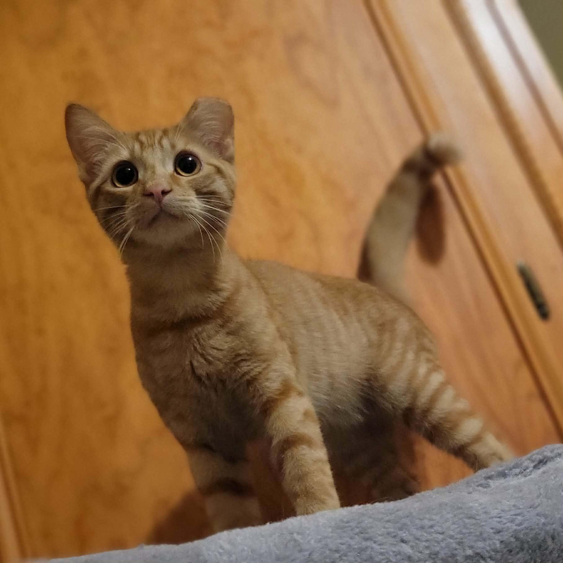 Enlarge OJ, a ADOPTABLE Domestic Short Hair in Tulsa, OK image 2/3