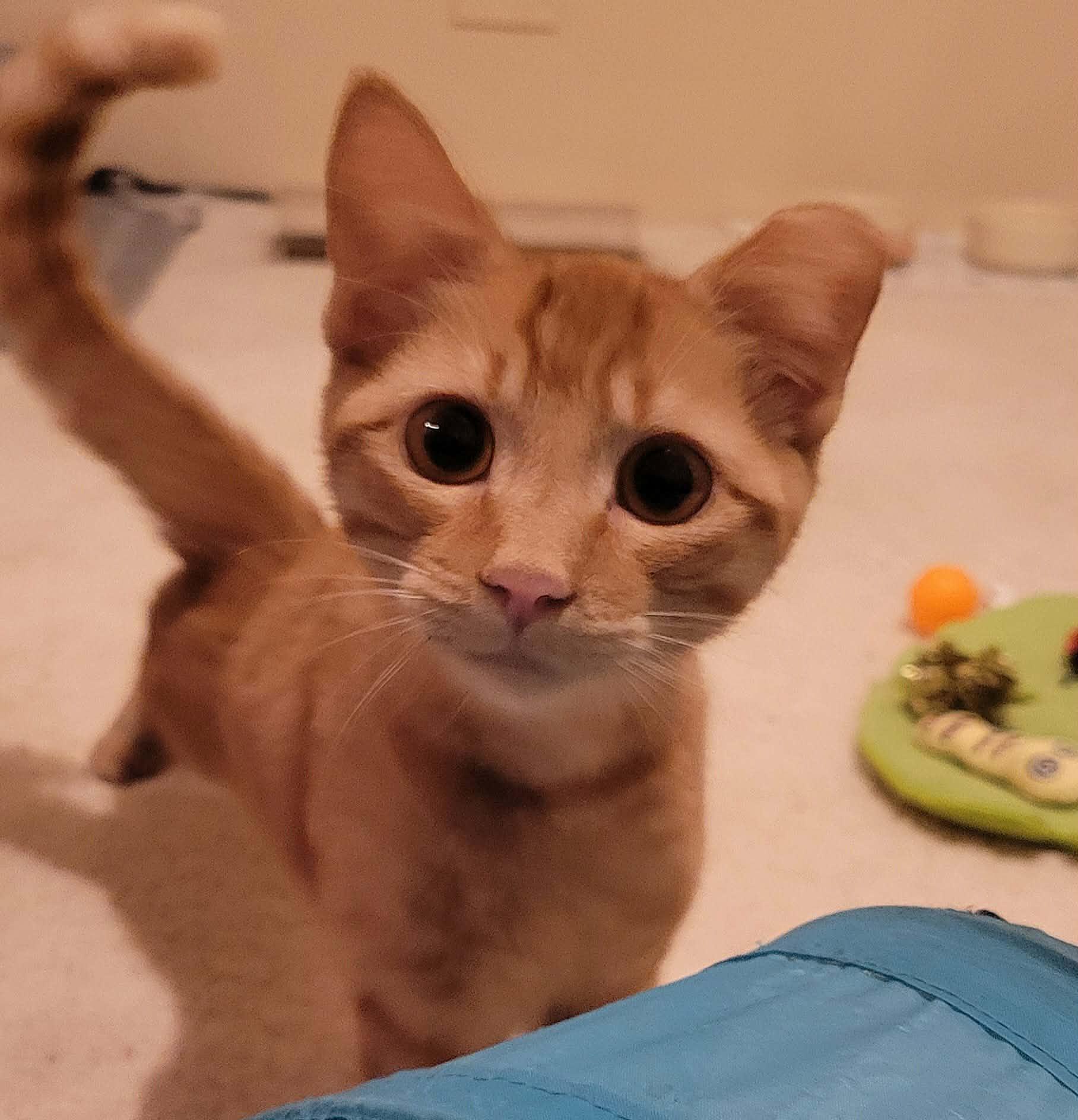 Enlarge OJ, a ADOPTABLE Domestic Short Hair in Tulsa, OK image 3/3