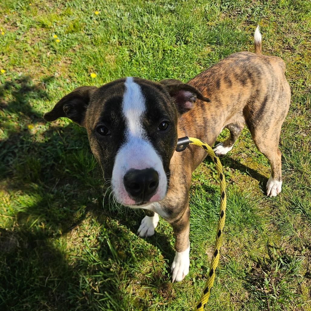 Rocky, Adoptable, Young Male Pit Bull Terrier.