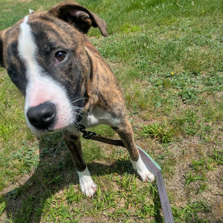 Rocky, a Adoptable Pit Bull Terrier in Conway, NH image 2/6