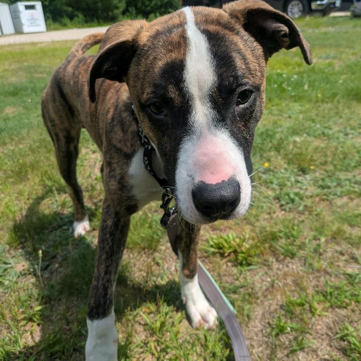 Rocky, a Adoptable Pit Bull Terrier in Conway, NH image 3/6