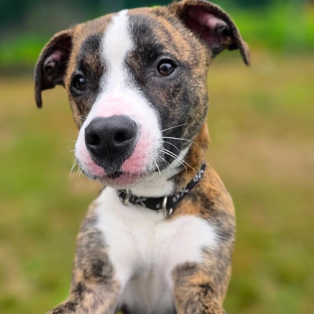 Rocky, a Adoptable Pit Bull Terrier in Conway, NH image 4/6
