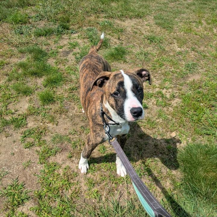 Rocky, a Adoptable Pit Bull Terrier in Conway, NH image 5/6