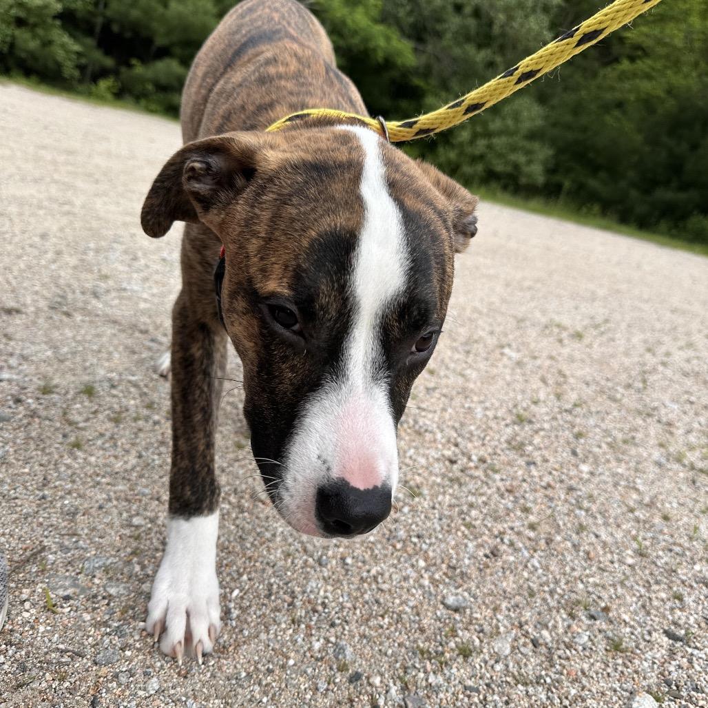 Rocky, a Adoptable Pit Bull Terrier in Conway, NH image 6/6