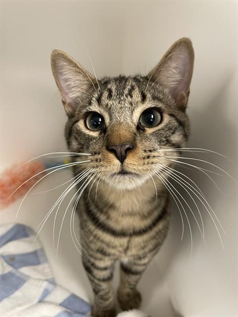 Enlarge REESE - IN FOSTER, a Adoptable Domestic Short Hair in Ontario, CA image 1/1