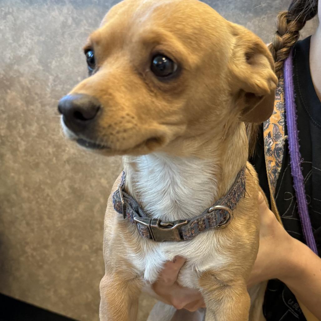 Creek aka Charlie, Adoptable, Young Male Dachshund & Chihuahua.