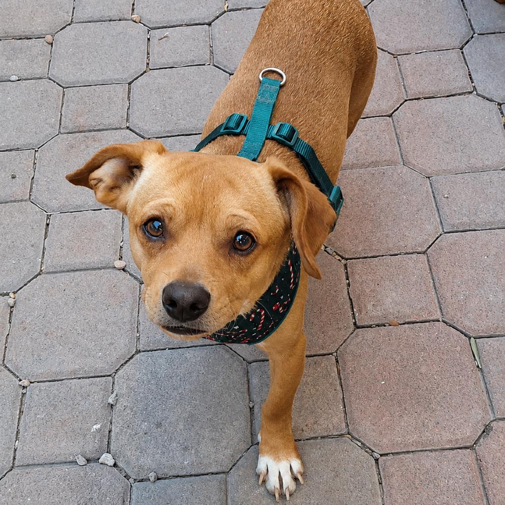 Enlarge Creek aka Charlie, a Adoptable mixed breed in Las Vegas, NV image 2/2