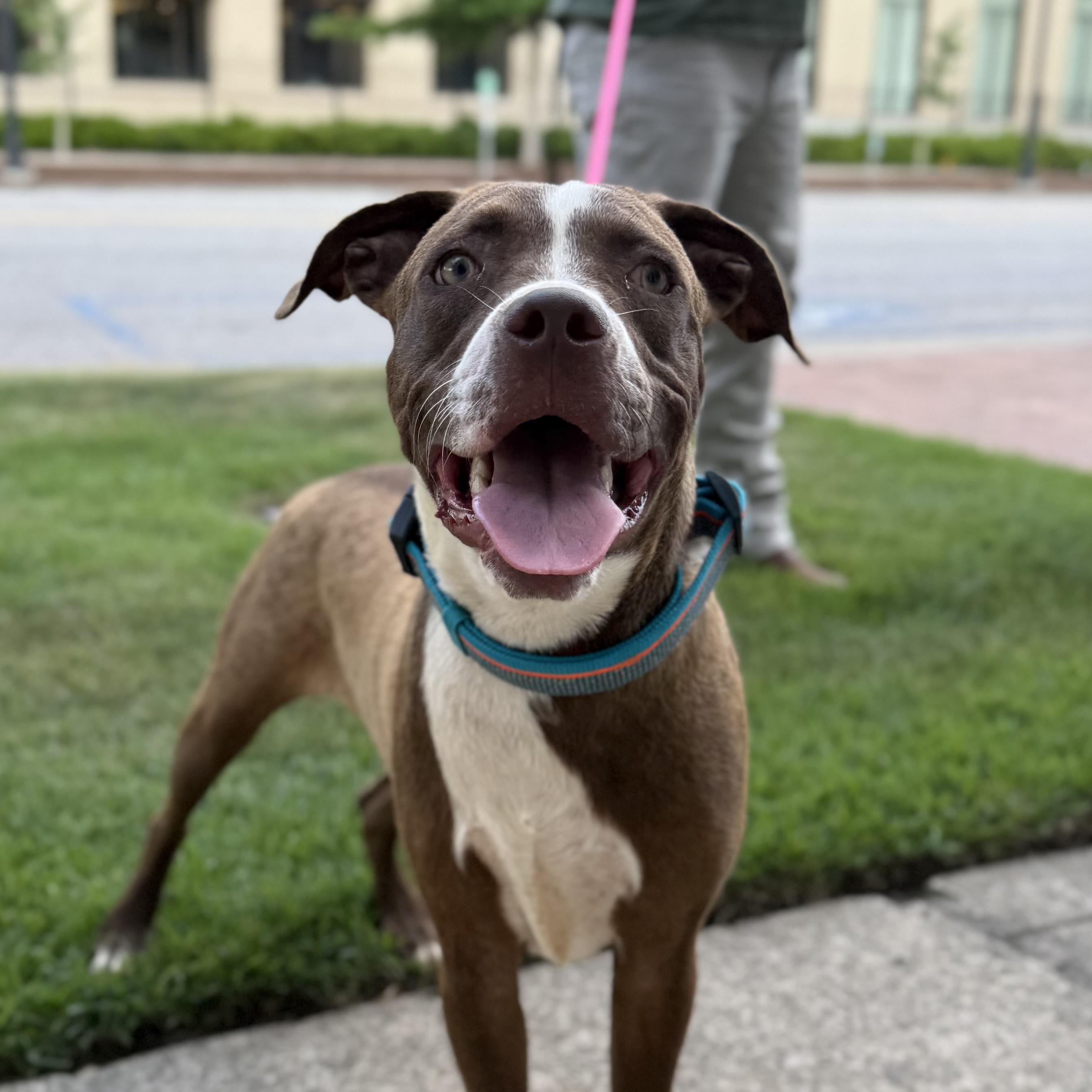 Enlarge Jimmy, a Adoptable mixed breed in Port Byron , NY image 2/6