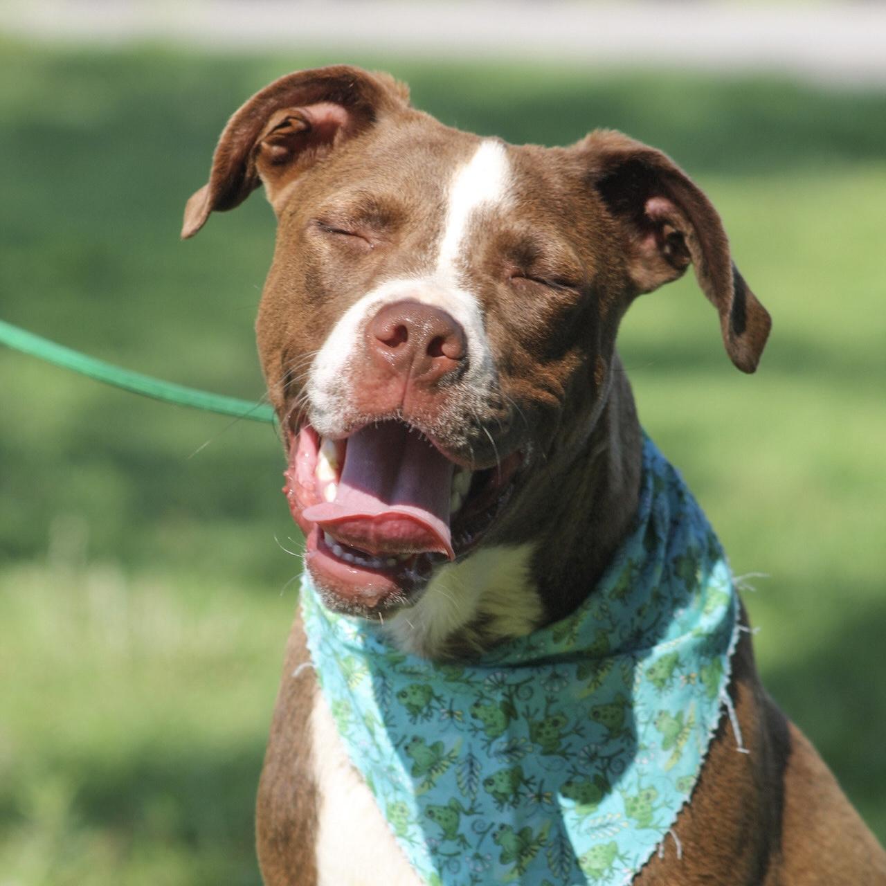Enlarge Jimmy, a Adoptable mixed breed in Port Byron , NY image 3/6