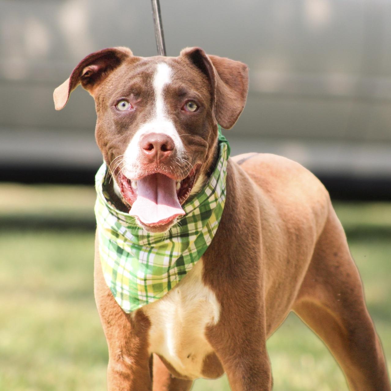 Enlarge Jimmy, a Adoptable mixed breed in Port Byron , NY image 5/6