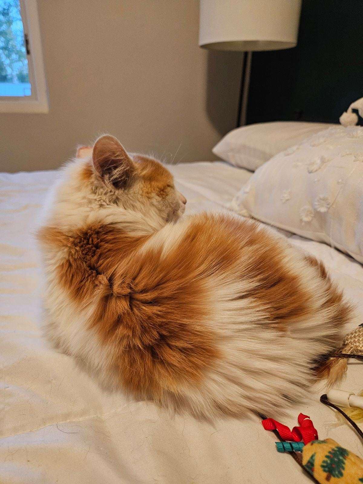 Cat for adoption Orion, a Domestic Medium Hair in Crown Point, IN