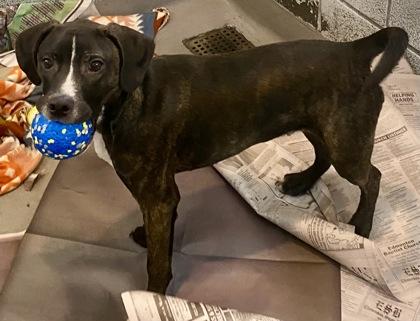 Vance, a ADOPTABLE mixed breed in Glasgow, KY image 2/3
