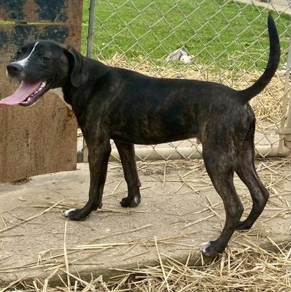 Enlarge Vance, a ADOPTABLE mixed breed in Glasgow, KY image 5/5