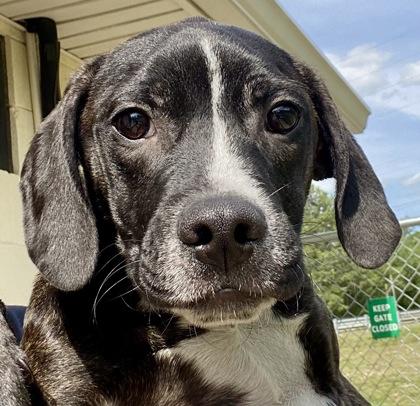 Vance, ADOPTABLE, Young Male Hound & Pit Bull Terrier.