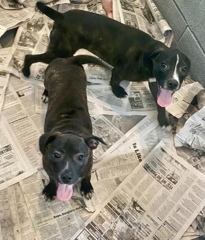 Vance, a ADOPTABLE mixed breed in Glasgow, KY image 3/3