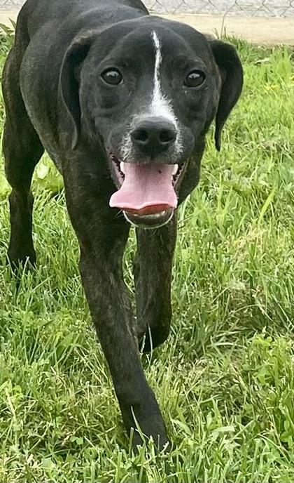 Enlarge Vance, a ADOPTABLE mixed breed in Glasgow, KY image 4/5