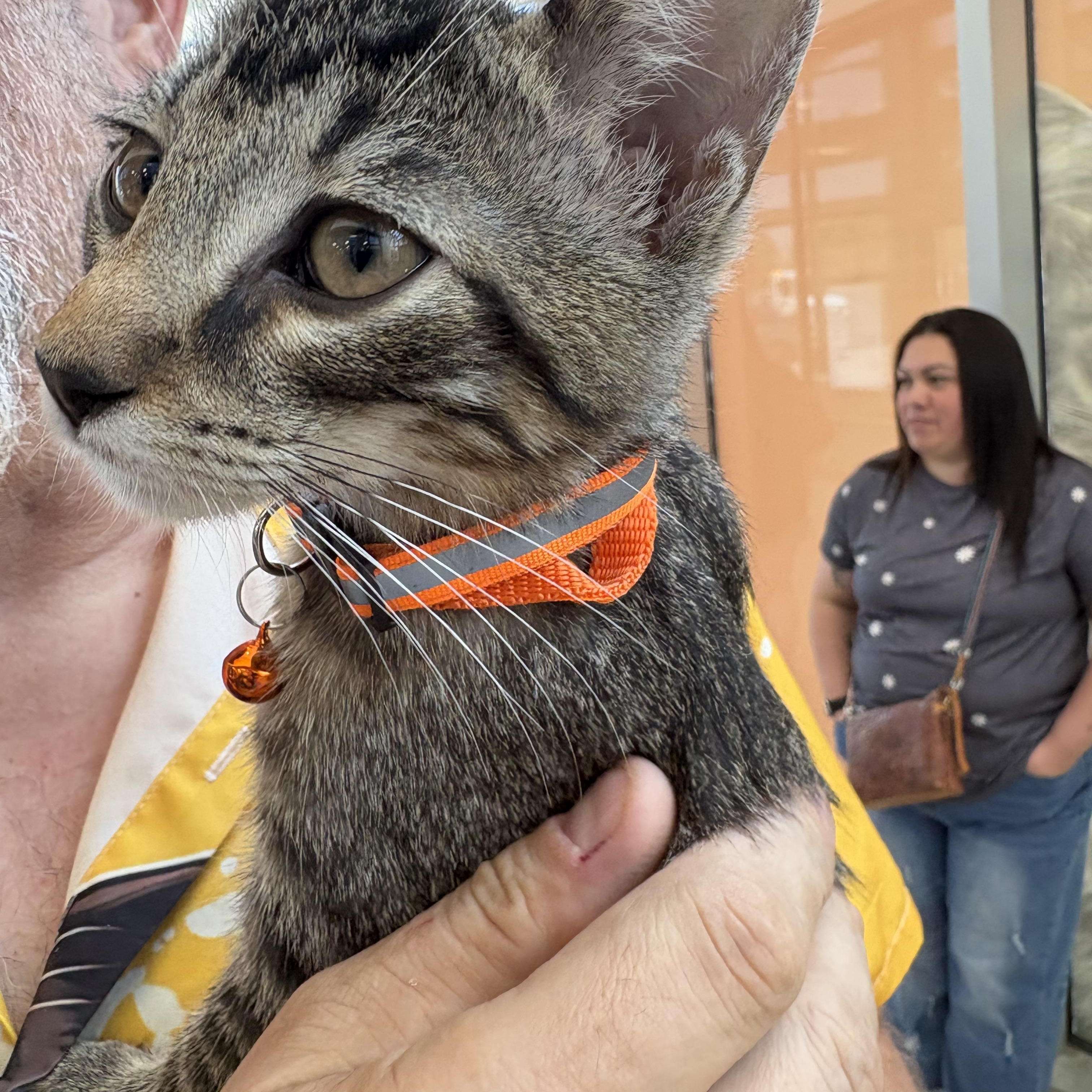 Enlarge Axel, a Adoptable Domestic Short Hair in Forney, TX image 4/4