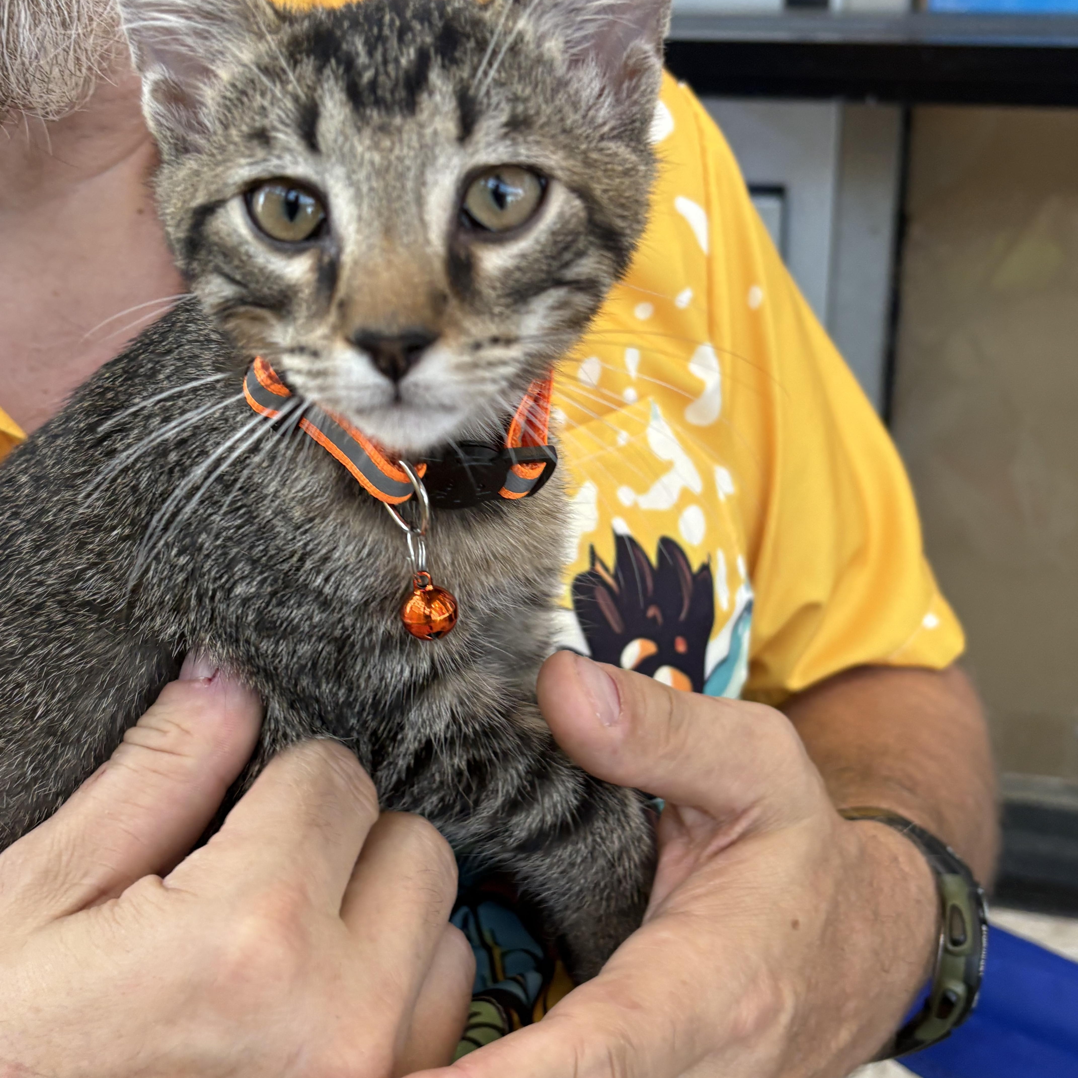 Axel, Adoptable, Young Male Domestic Short Hair.