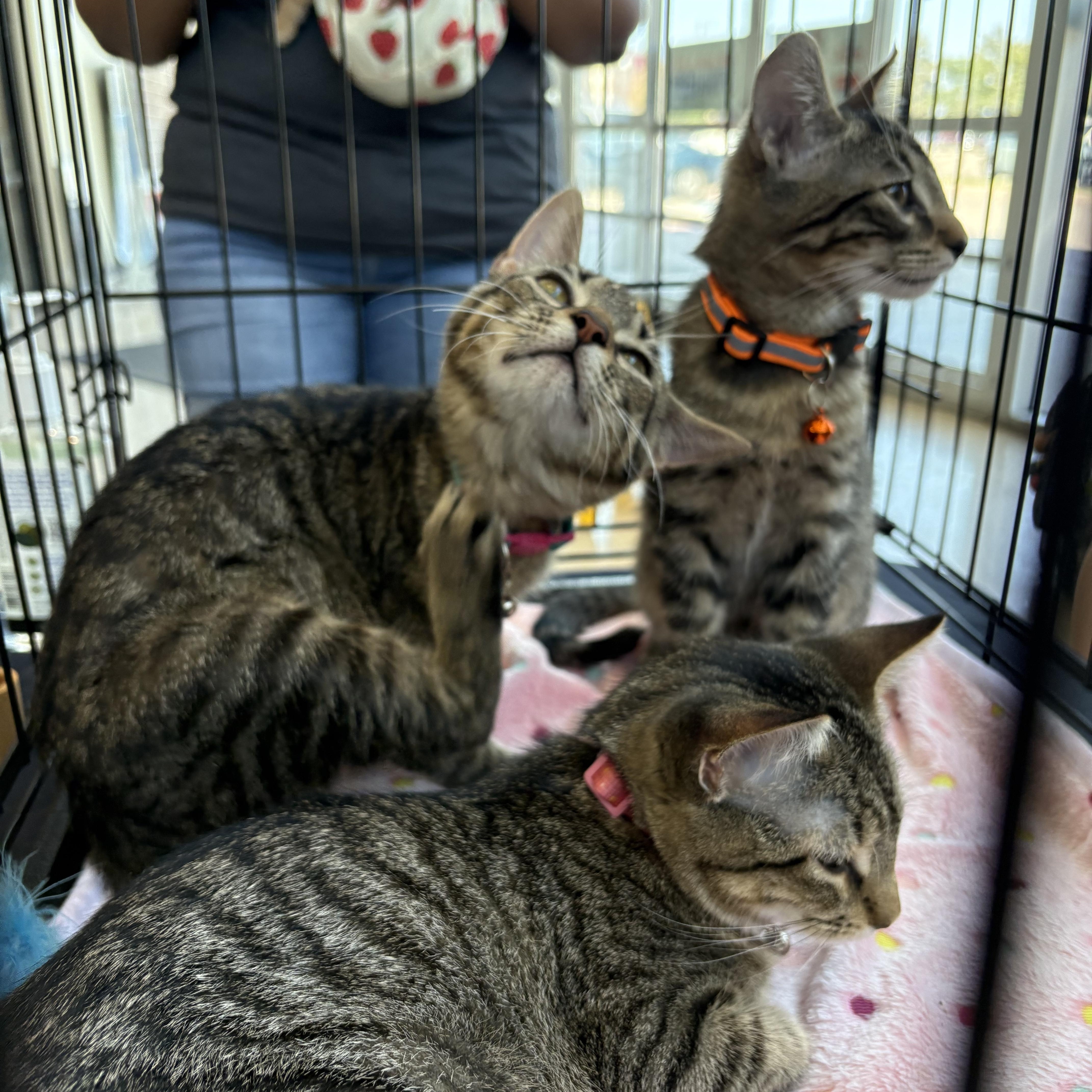 Enlarge Axel, a Adoptable Domestic Short Hair in Forney, TX image 3/4