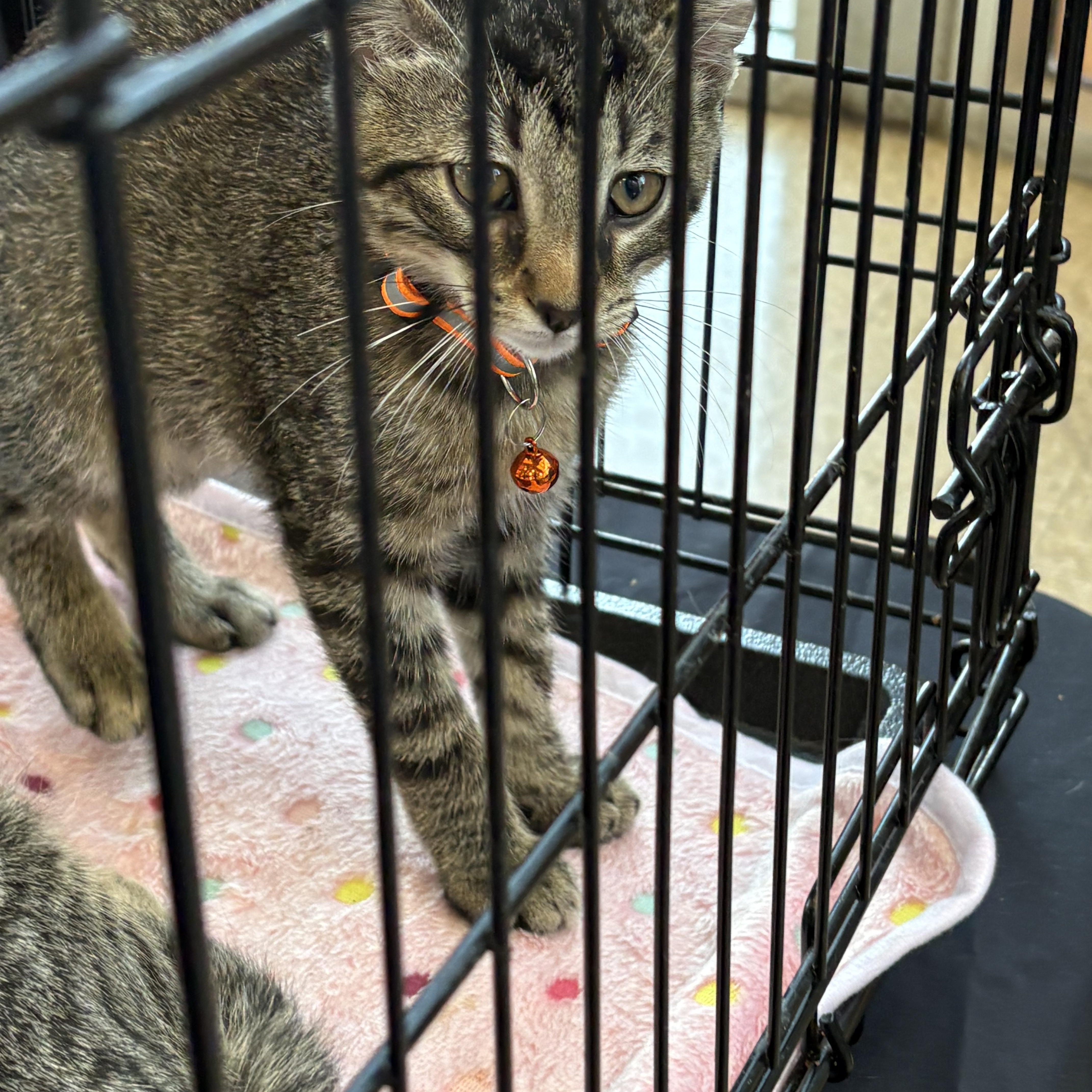 Enlarge Axel, a Adoptable Domestic Short Hair in Forney, TX image 2/4