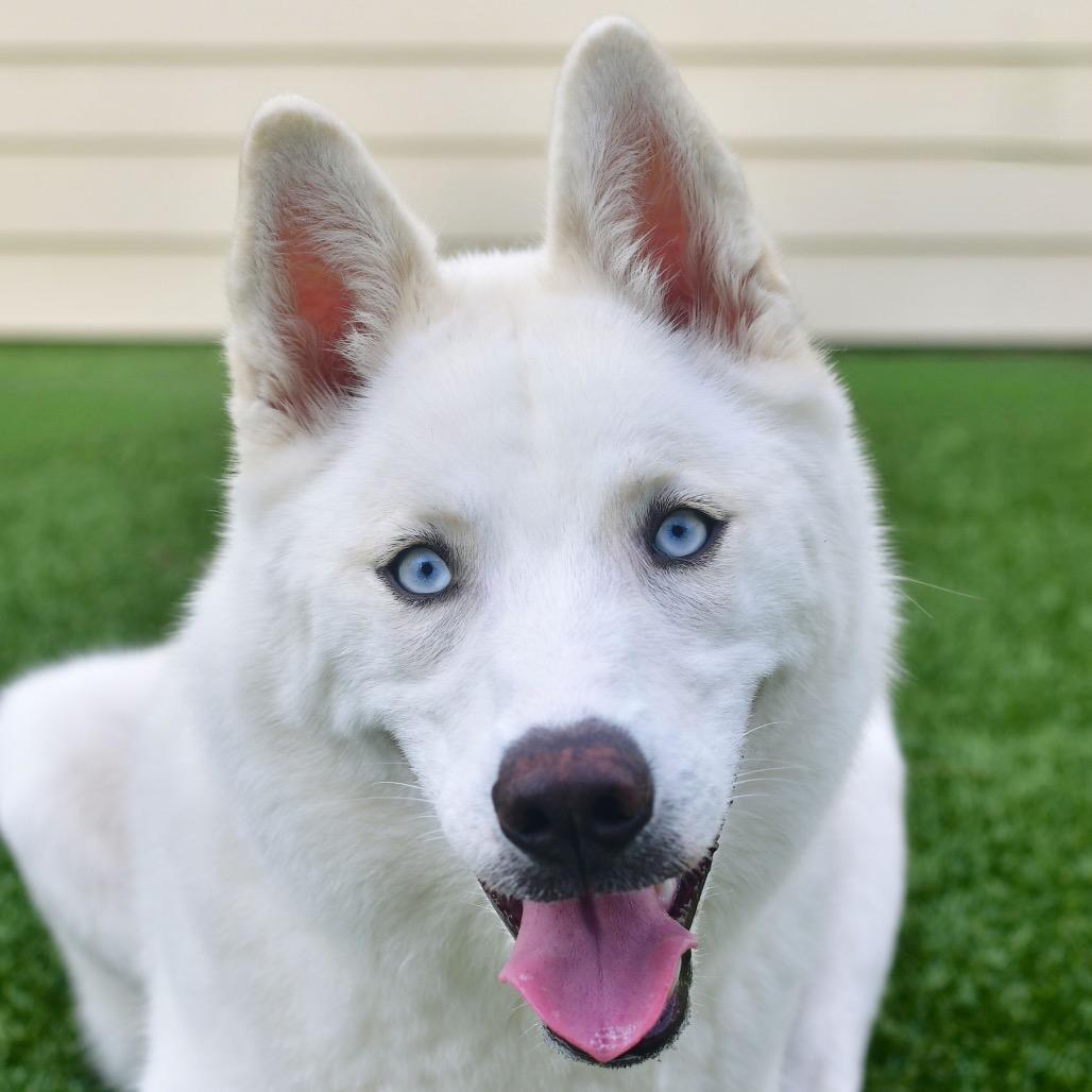 Yuki(Compass), Adoptable, Young Female Siberian Husky.