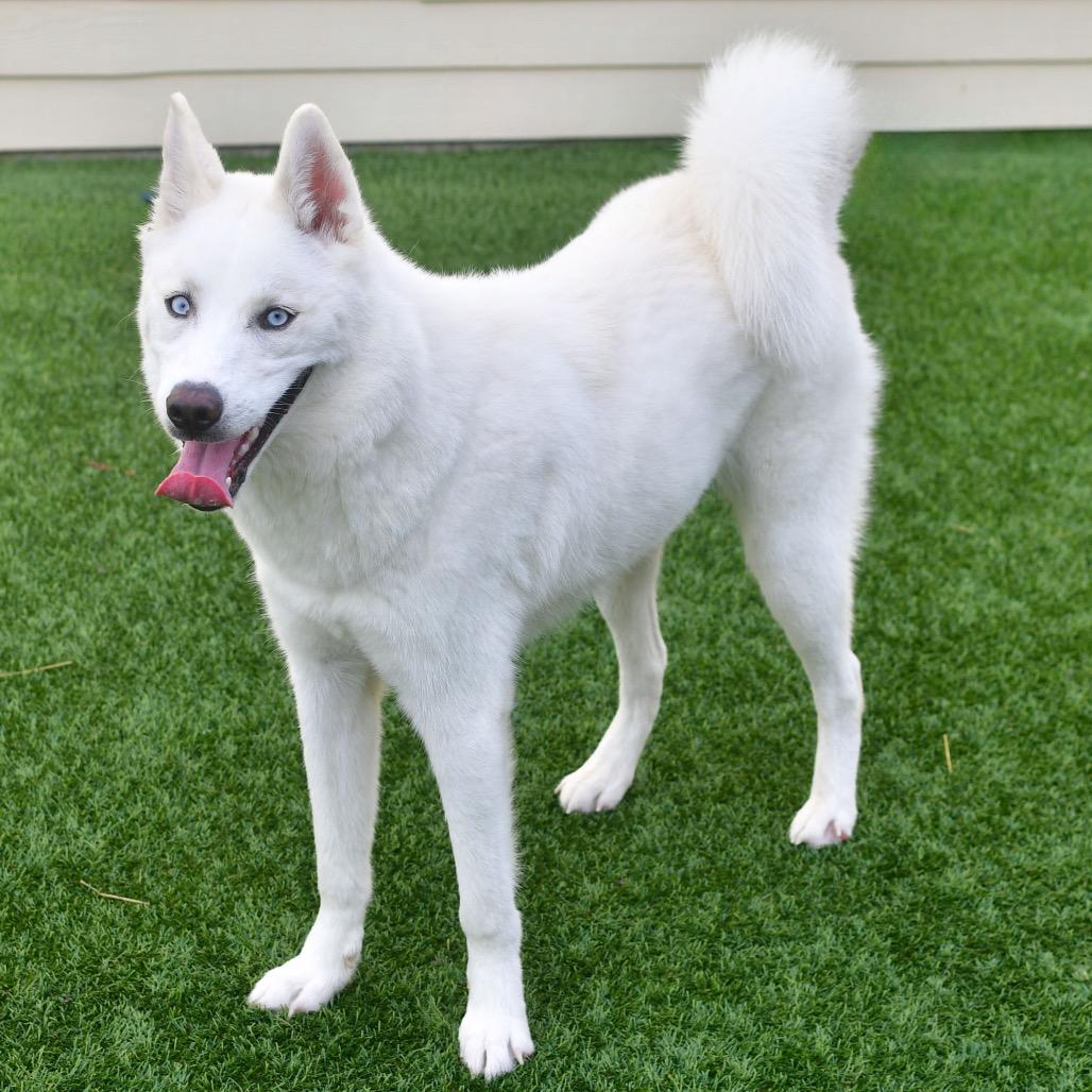 Enlarge Yuki(Compass), a Adoptable Siberian Husky in Ottawa, KS image 2/2