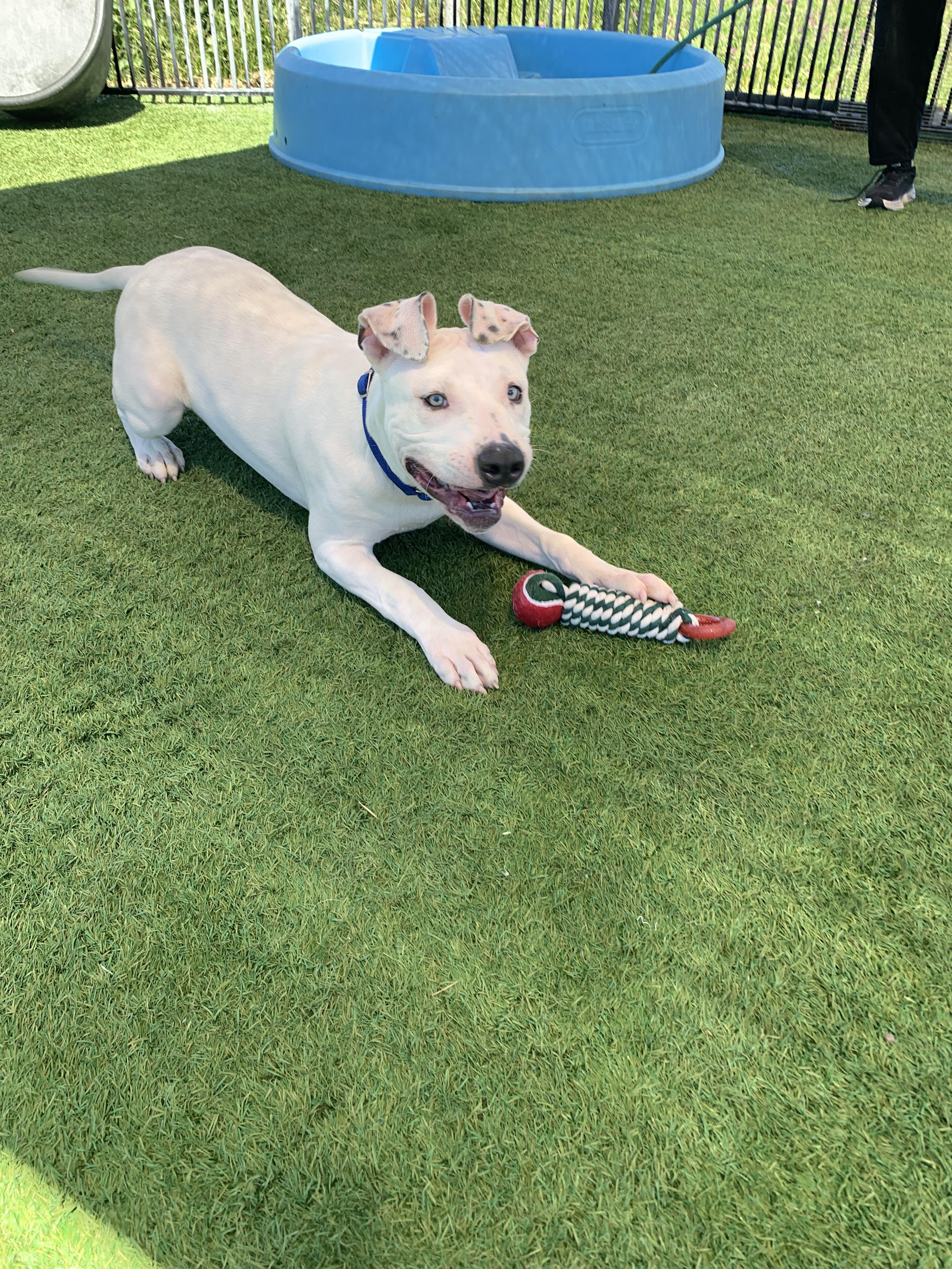 Enlarge Puck, a ADOPTABLE mixed breed in Grass Valley, CA image 5/6