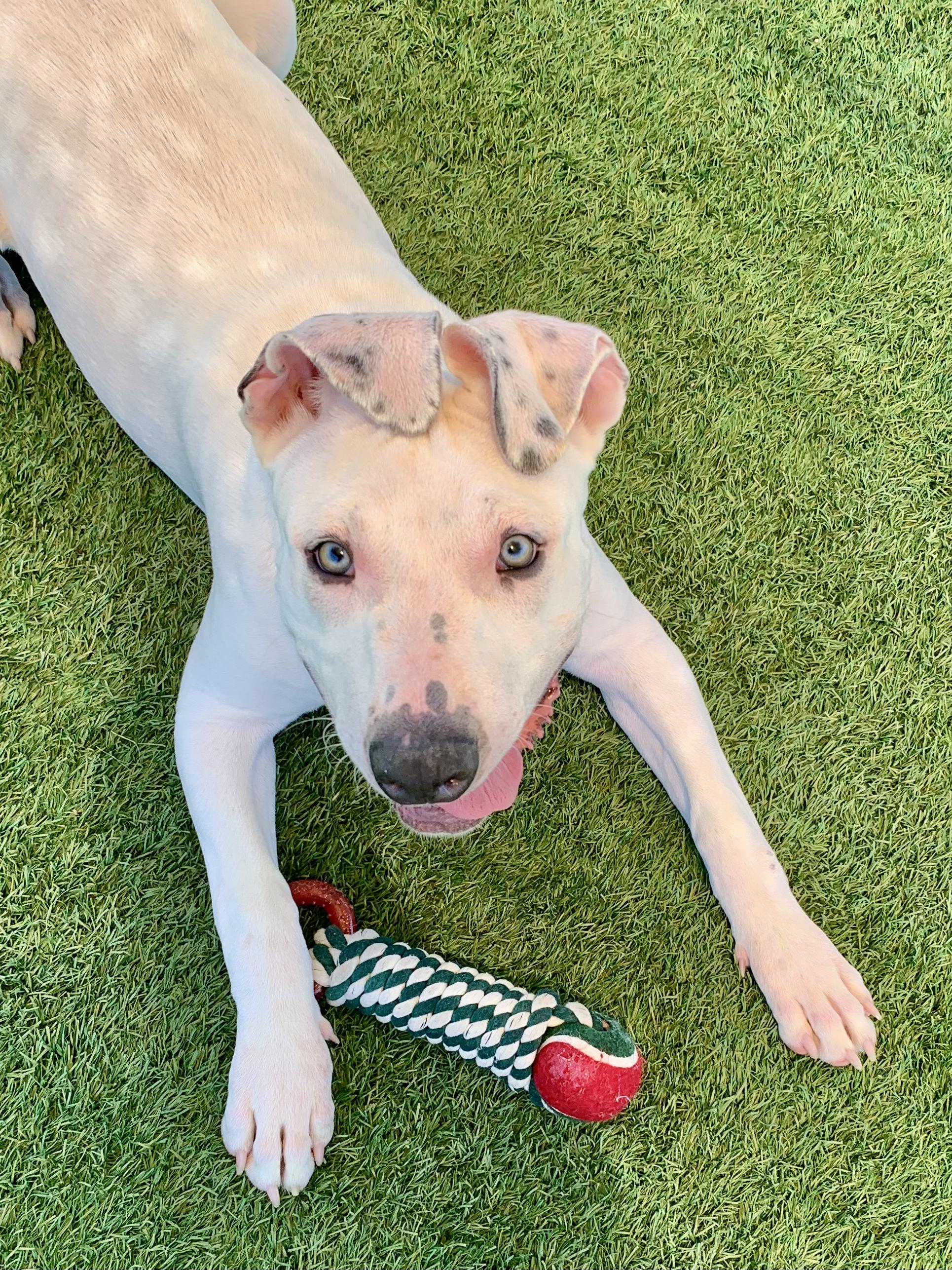 Enlarge Puck, a ADOPTABLE mixed breed in Grass Valley, CA image 6/6