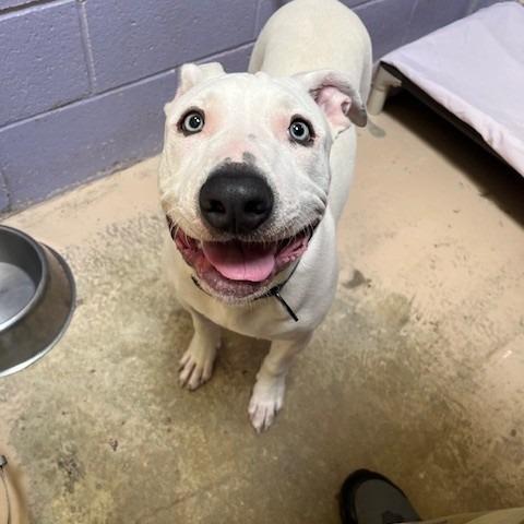 Enlarge Puck, a ADOPTABLE mixed breed in Grass Valley, CA image 2/6
