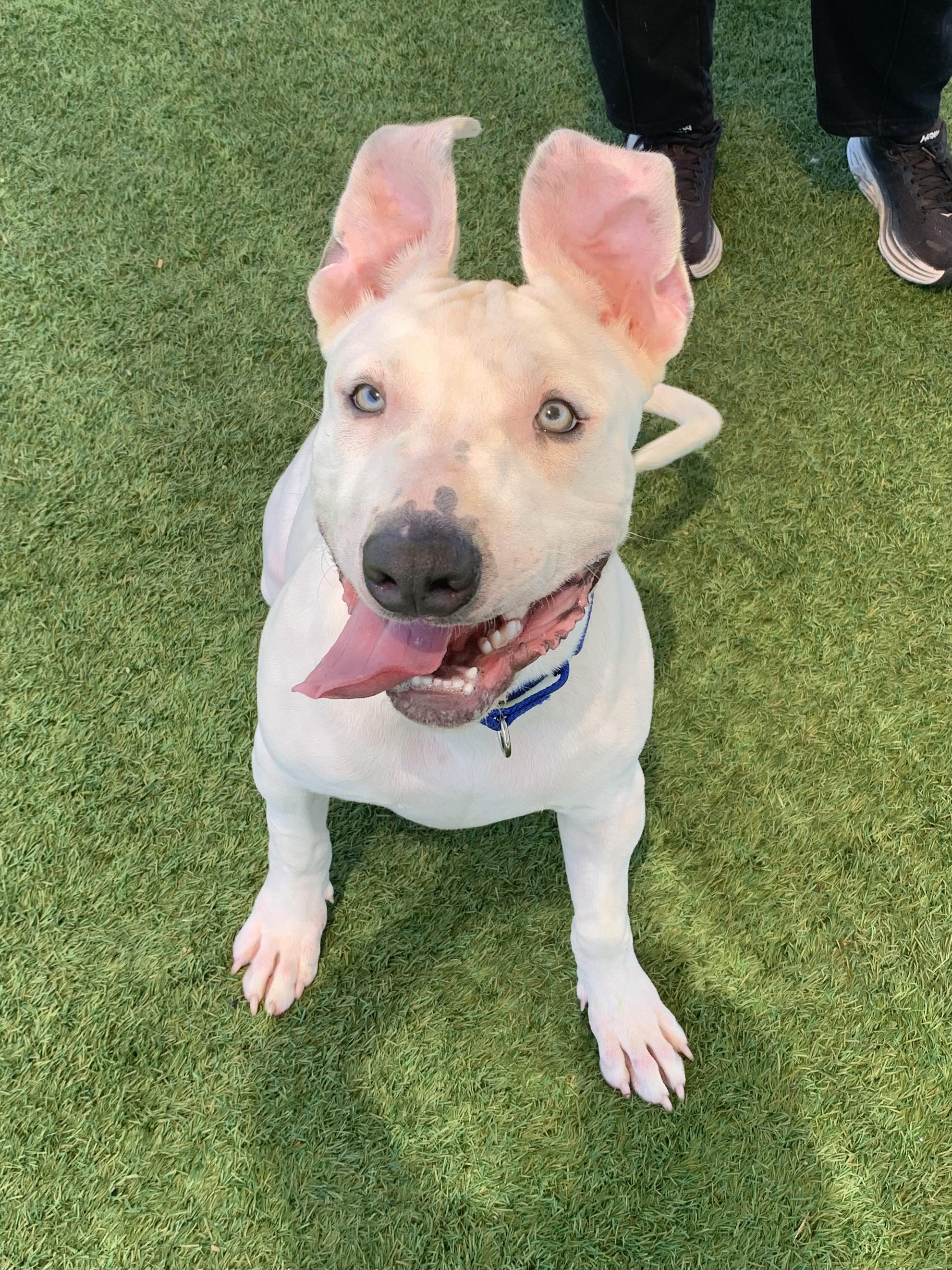 Enlarge Puck, a ADOPTABLE mixed breed in Grass Valley, CA image 4/6